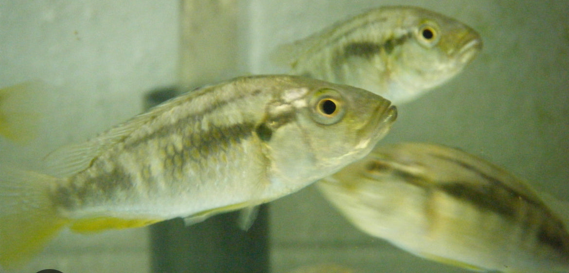 Female Eastern Happy Cichlids Robs Aquatics Fish Farm