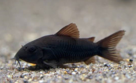 Black Venezuelan Corydoras