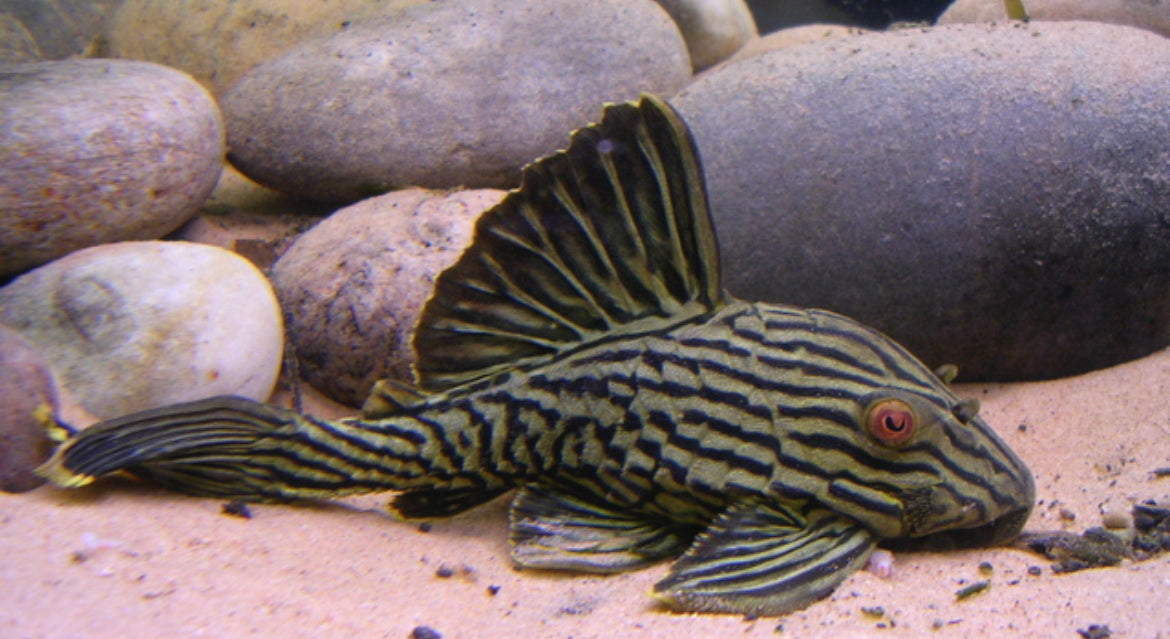 L-190 Royal Pleco