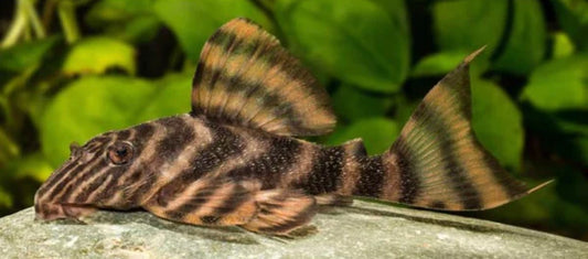 L-398 Tankei Tiger Pleco