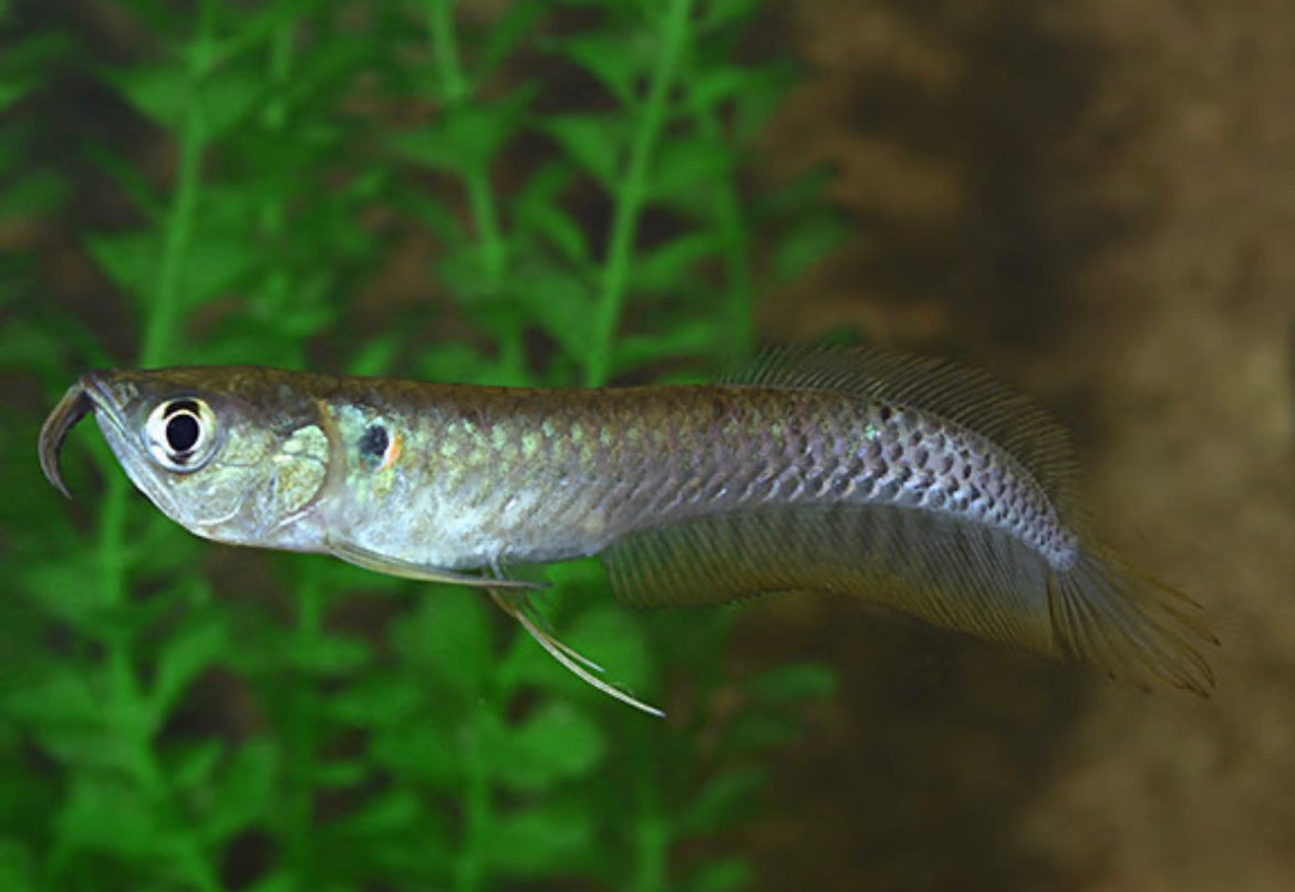 Silver Arowana