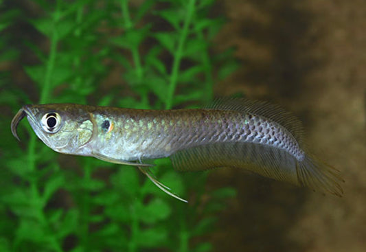 Silver Arowana