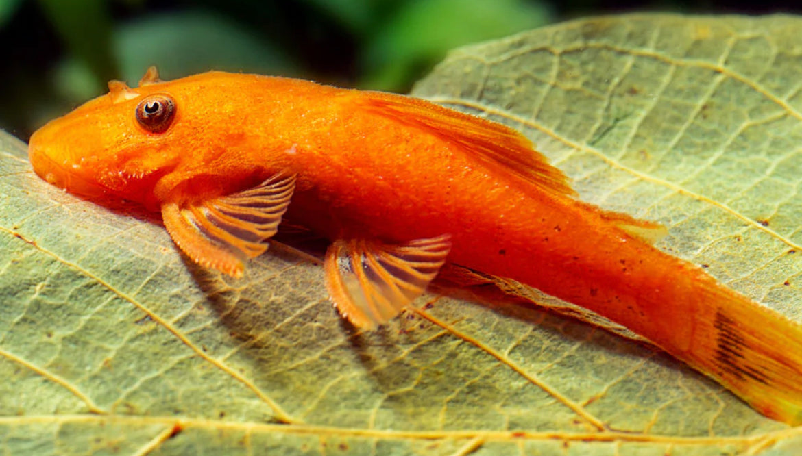 Super Red Bristlenose Pleco