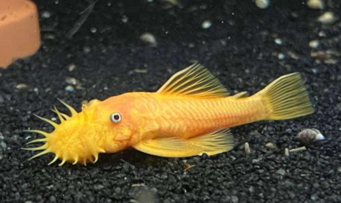 Lemon Blue Eye Bristlenose (Longfin)