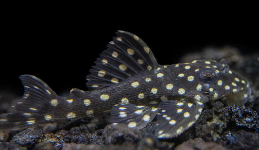 L-201 Snowball Pleco