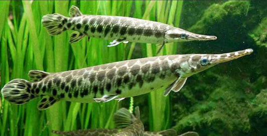 Florida Spotted Gar