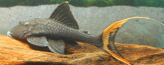 L-090 Small Eyed Pleco