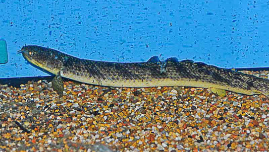 Palmas Bichir