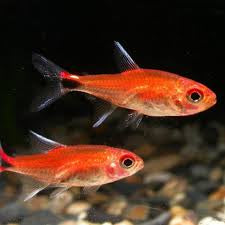 12 Red Ruby Tetra