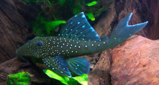 L-128 Blue Phantom Pleco