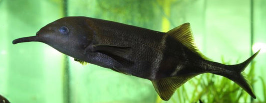 Elephant Nose Fish