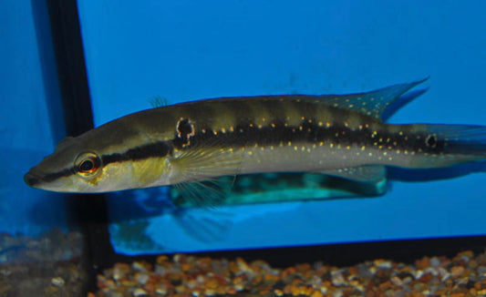 Gold Spotted Caqueta Pike