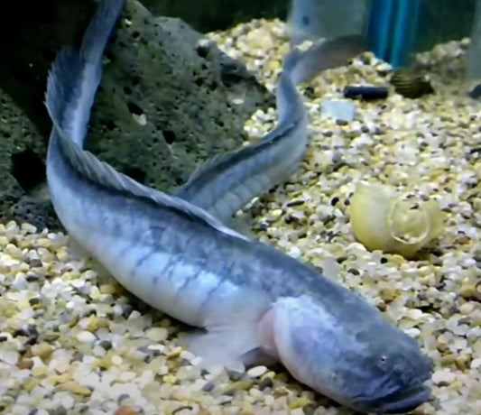 Dragon Eel Gobies