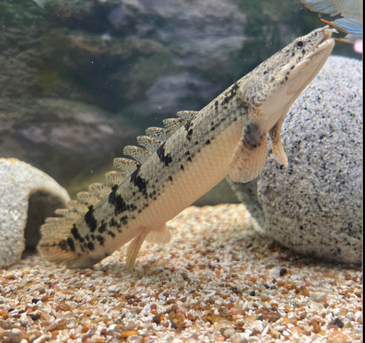 Delhezi Bichir