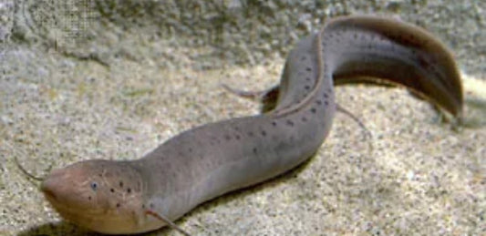 Spotted Lungfish