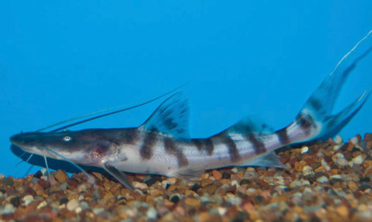 Tigrinus Catfish