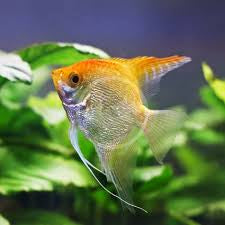 Gold Angelfish