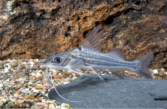 4-Line Pictus Catfish