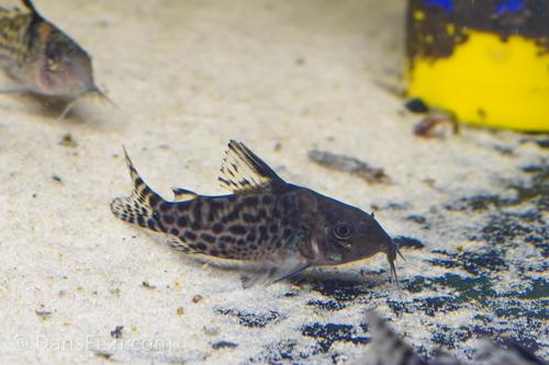 Corydora Punctatus