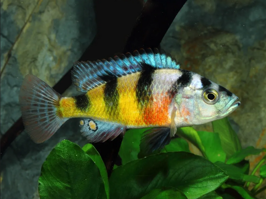 Zebra Obliquidens Cichlid