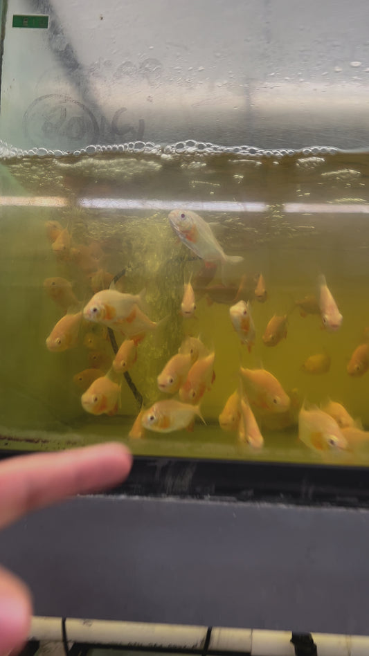 Albino Pacu